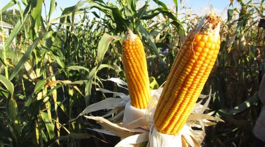 Maize