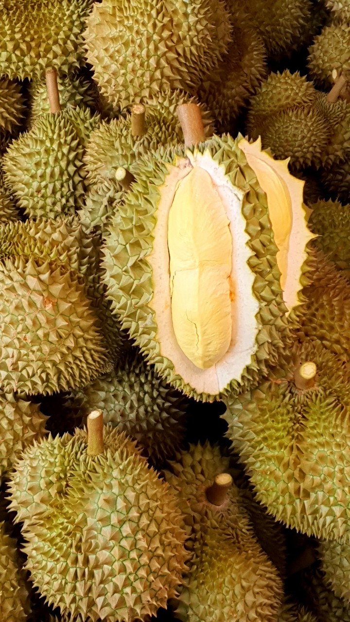 ทุเรียน