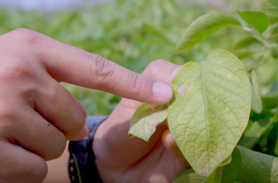 รู้ทัน...อาการขาดธาตุในมันฝรั่ง