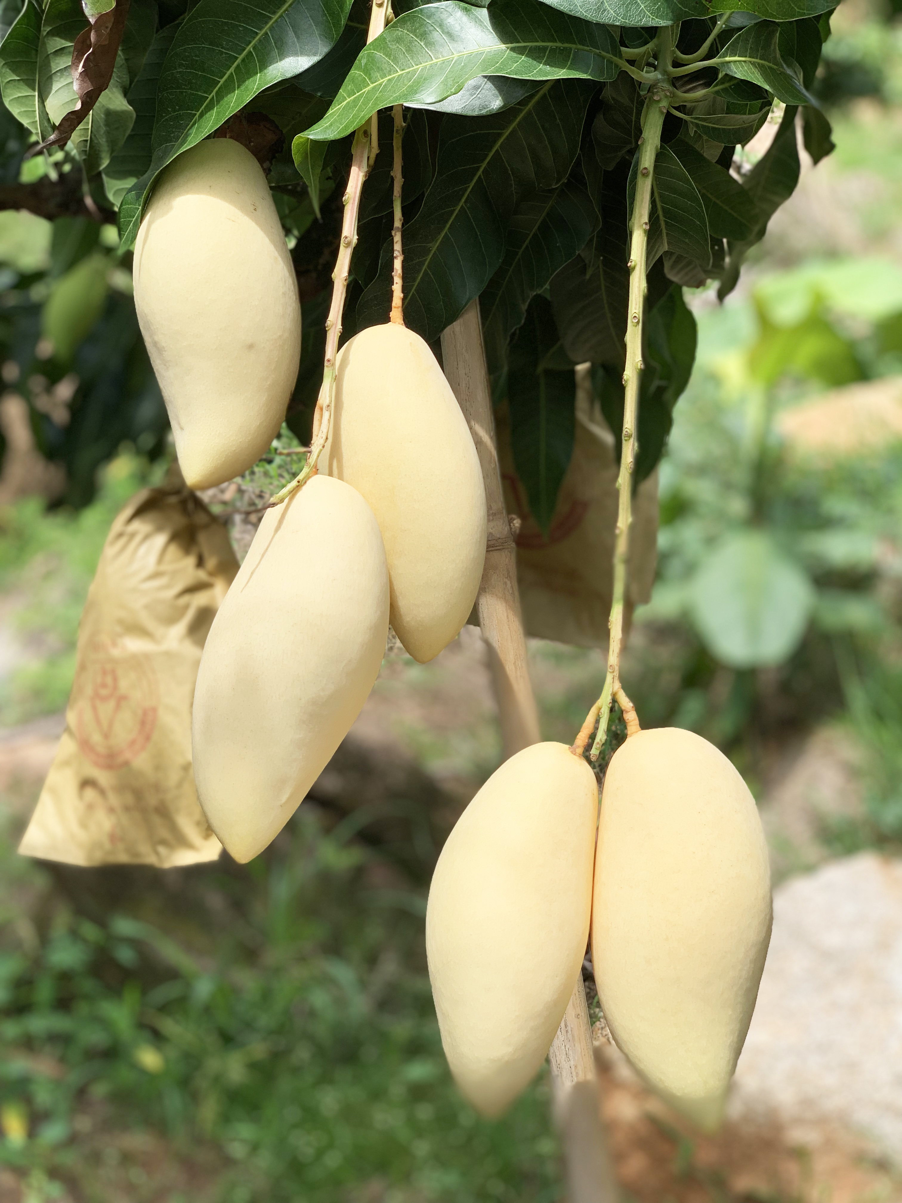 Mango