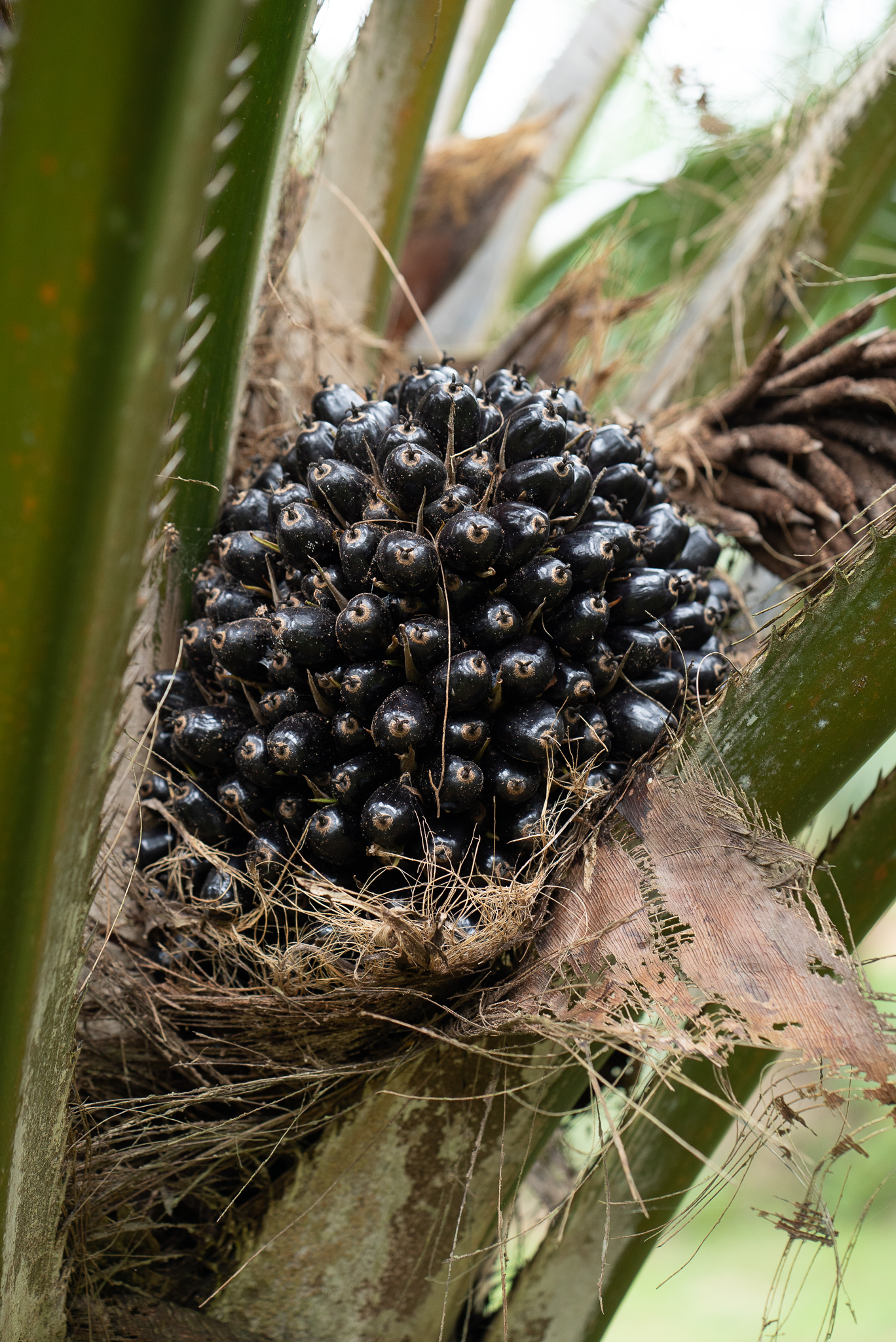 oil palm