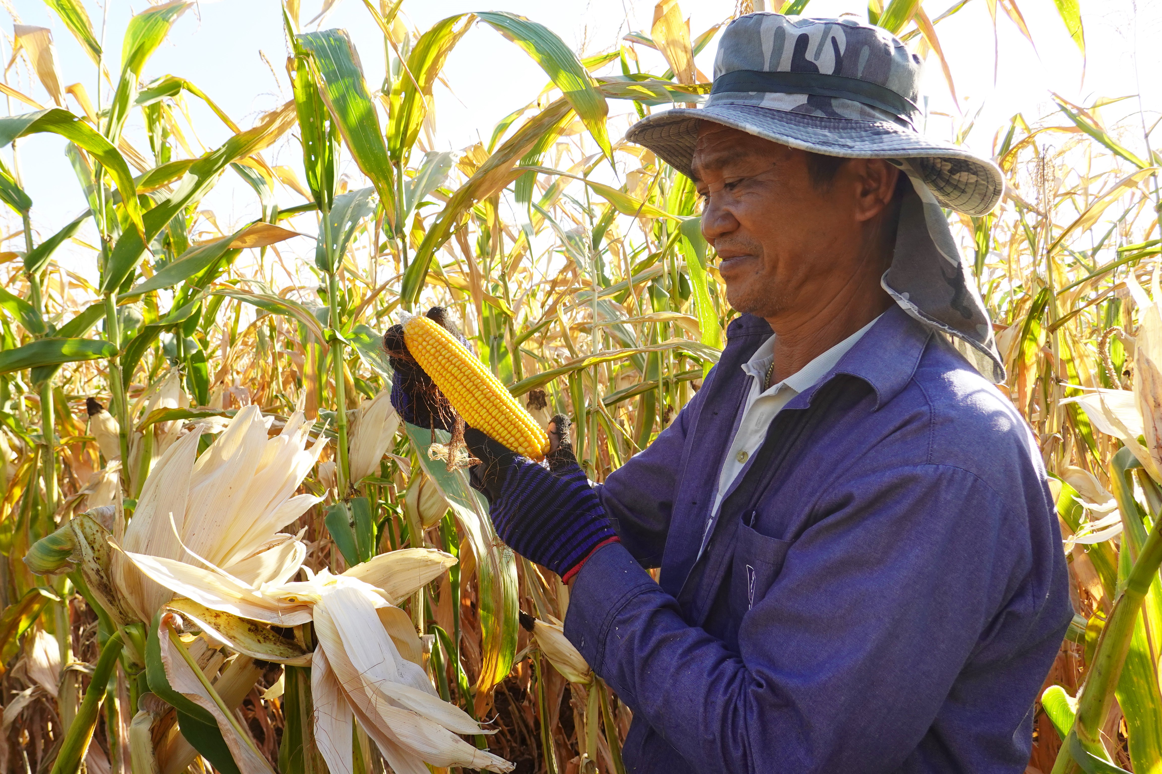 P'Aood w/maize