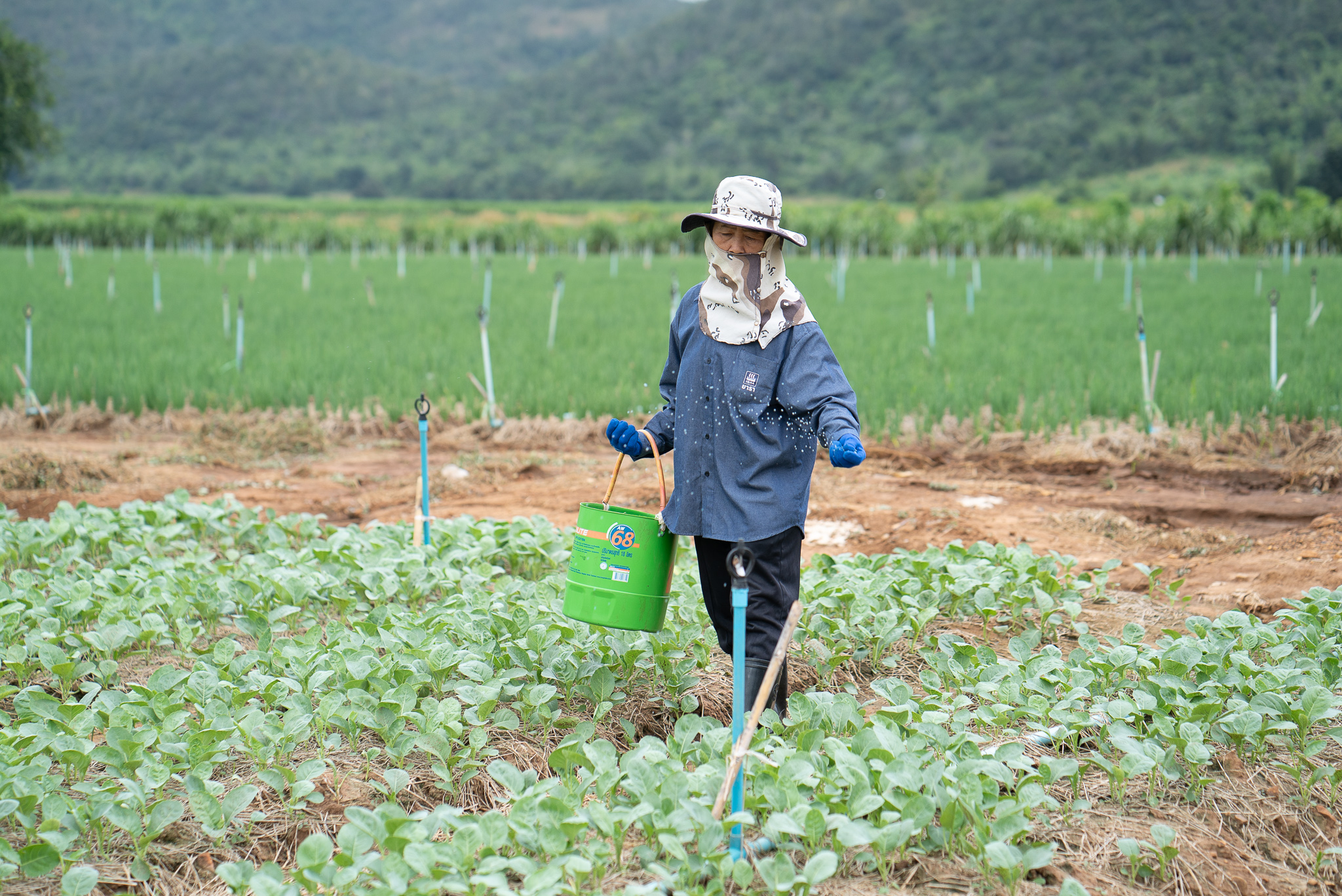 แปลงคะน้า