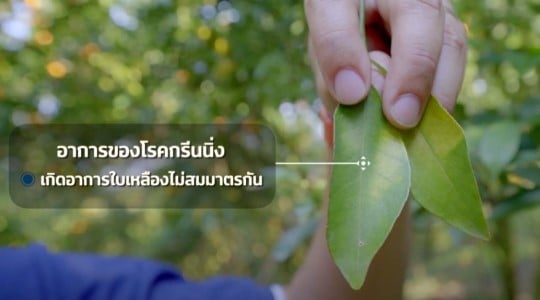 ส้ม