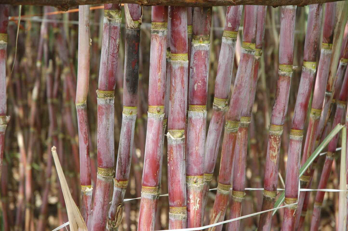 sugarcane