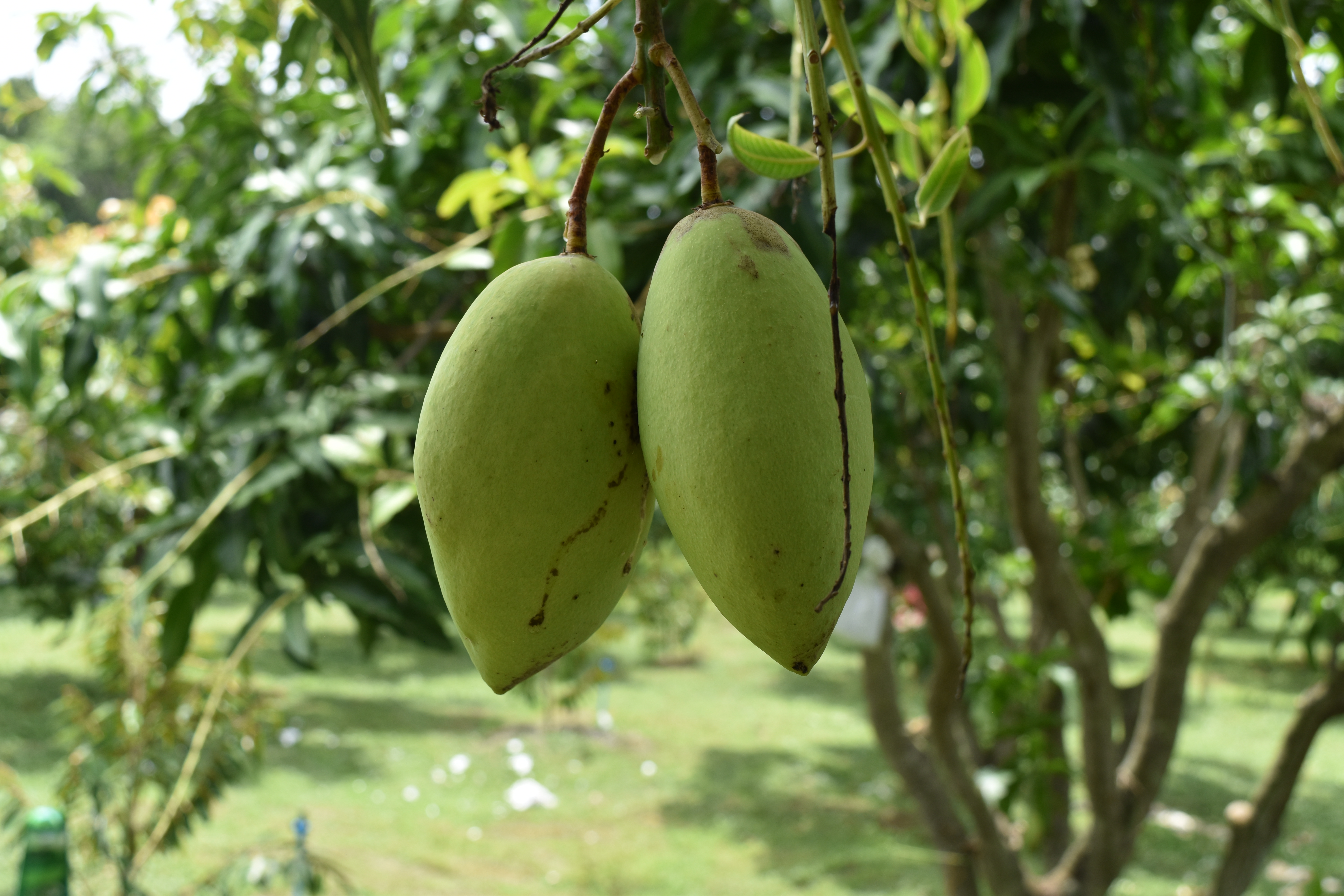 mango