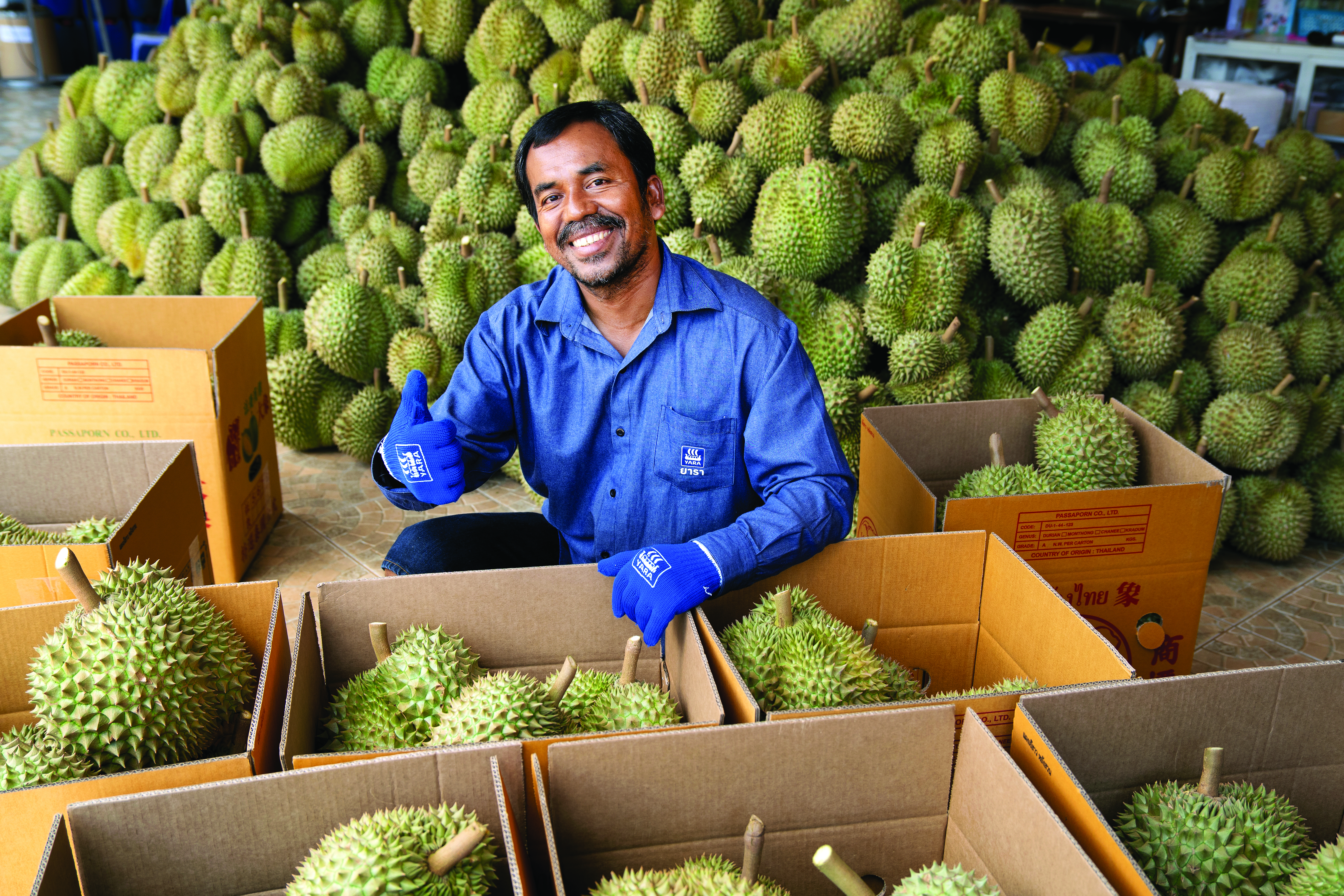 Durian farmer