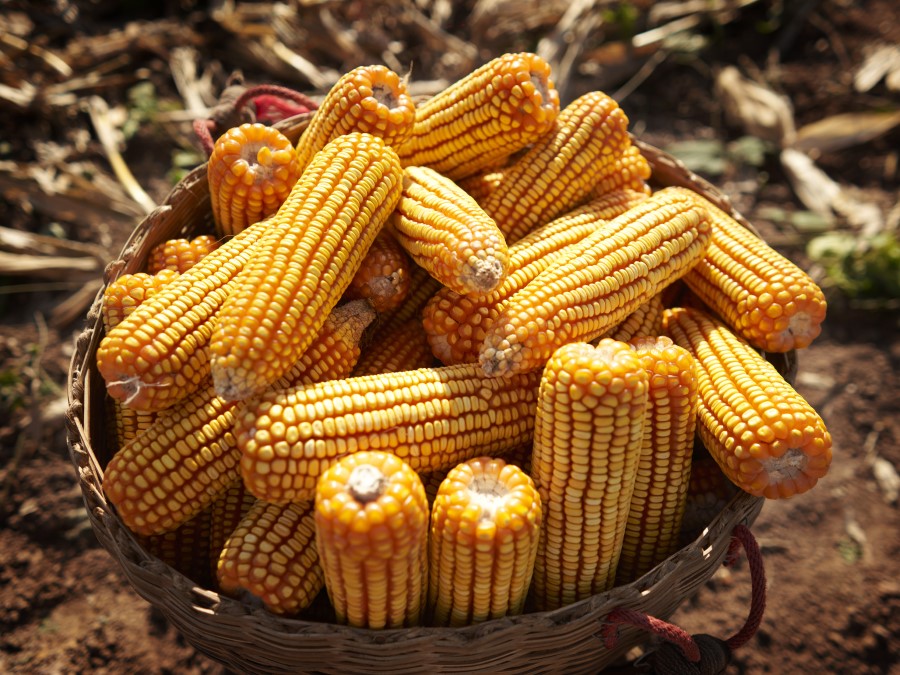 maize farmer