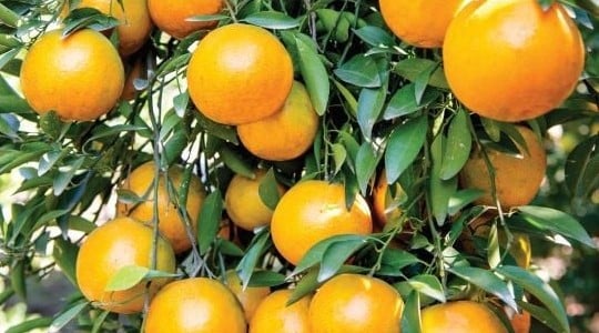 Tangerine