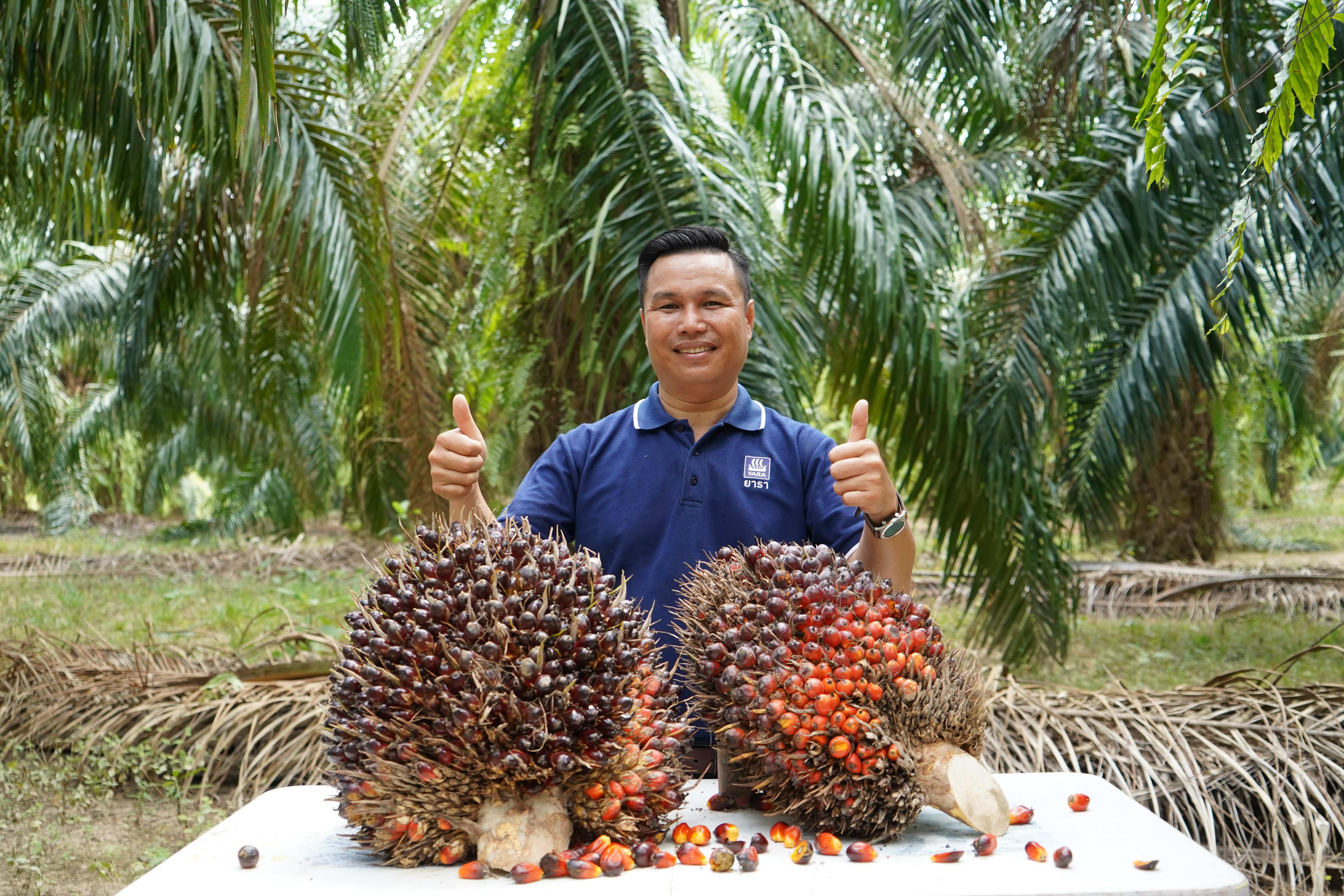 ปาล์มน้ำมัน