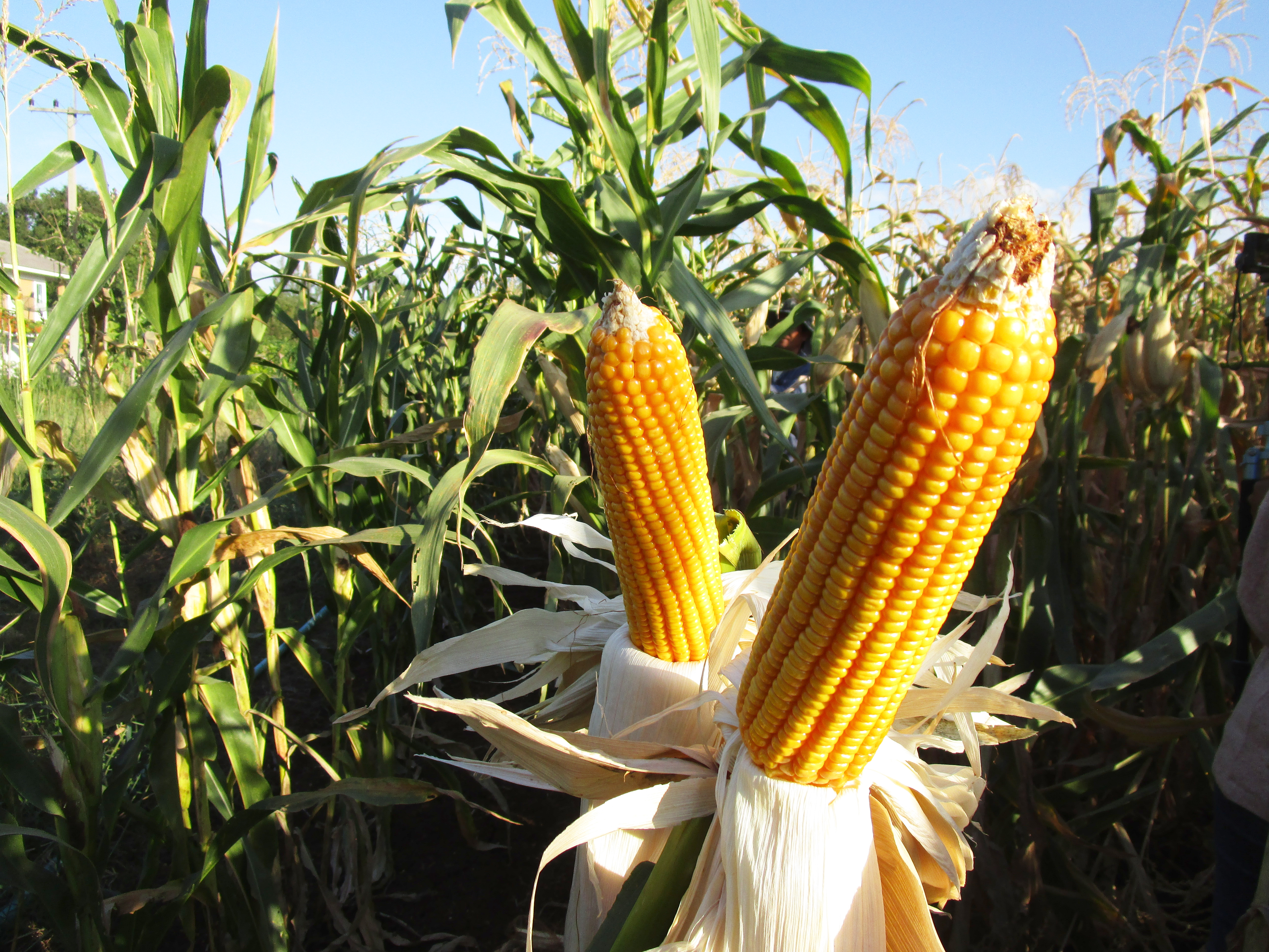 Maize