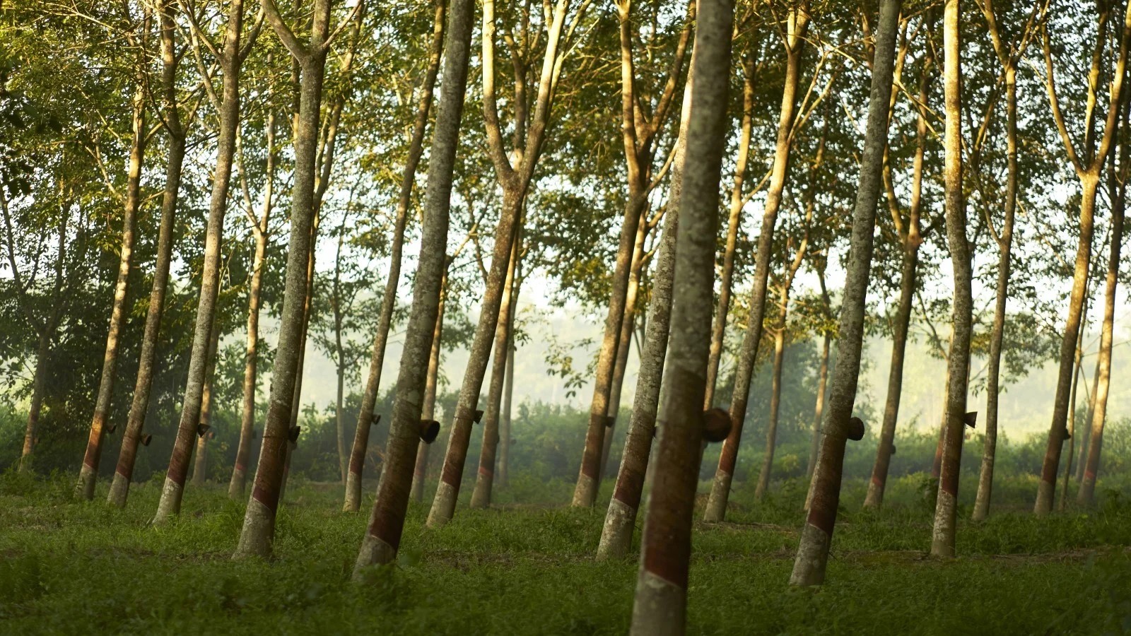 rubber farmer