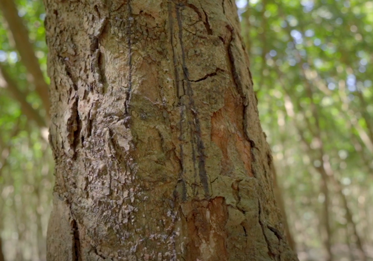 อาการตายนึ่งแบบถาวร